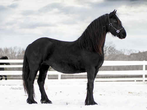 Majestic Friesians Radiance